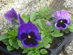 Pansies