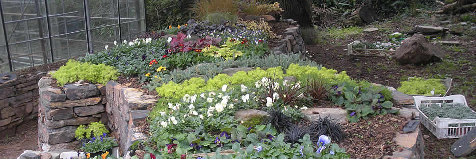 We grow and deliver quality bedding plants in 6 packs and pots from our nurseries, Calstock