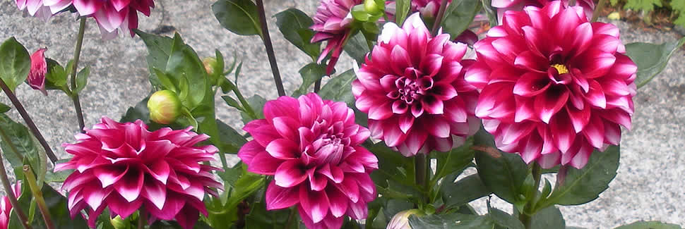 Dahlias from Mortimers Nurseries