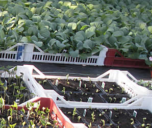 Broad beans, French beans and other vegetable plants from our nurseries at Calstock