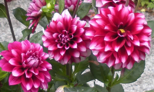 Premium 1 Litre Dahlias grown at our Calstock nurseries